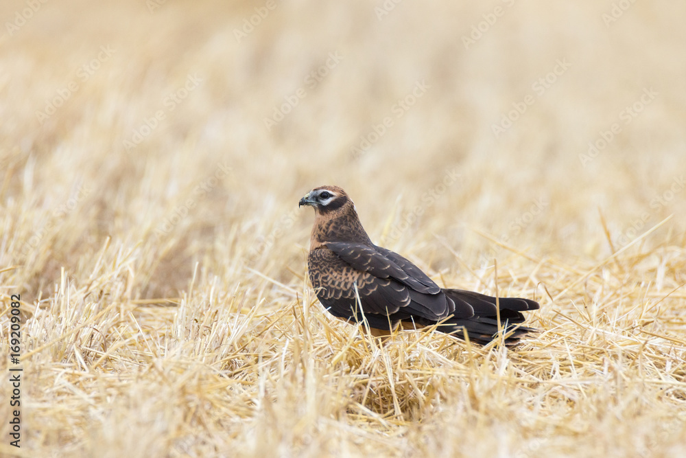 Obraz premium Circus pygargus on the wheat field