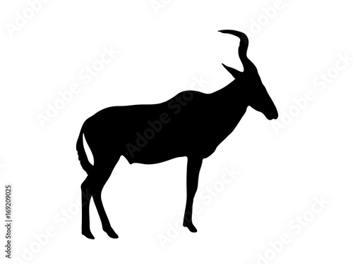 View on the silhouette of a red hartebeest - digitally hand drawn vector illustraion photo