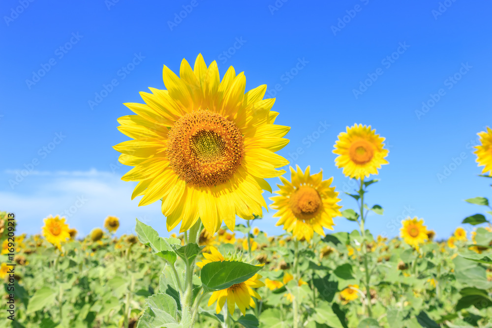 Sunflowers (Helianthus) close-up summer season Sunflowers (Helianthus) close-up summer season