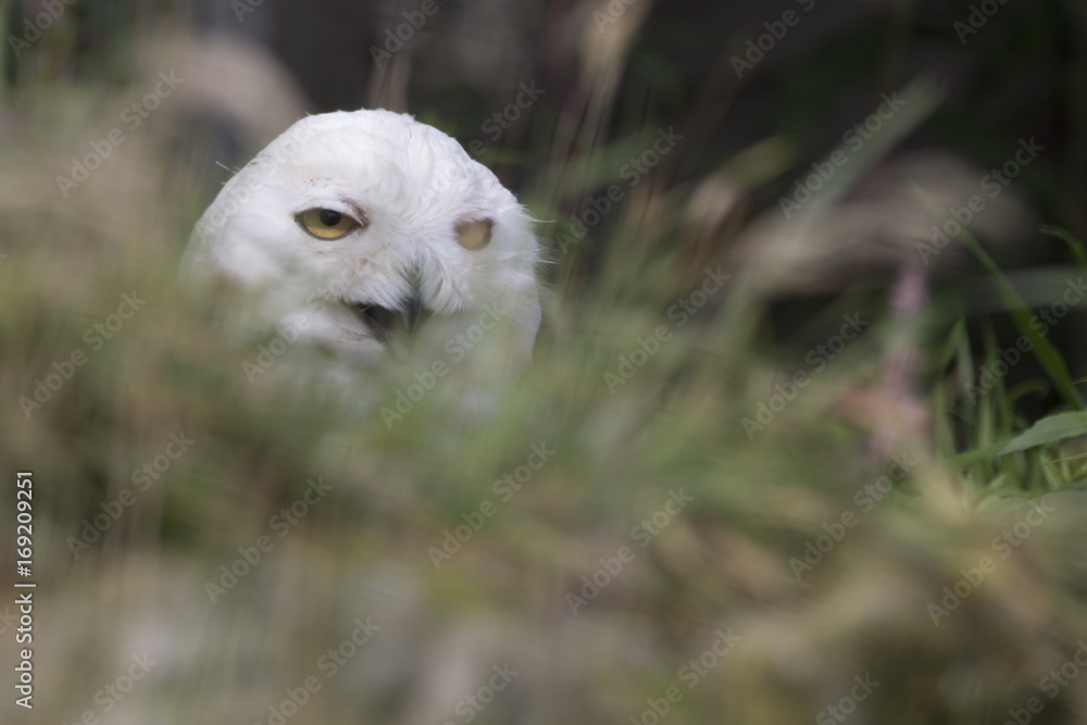 Obraz premium snowy owl
