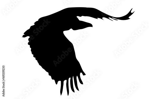 View on the silhouette of a african vulture - digitally hand drawn vector illustraion