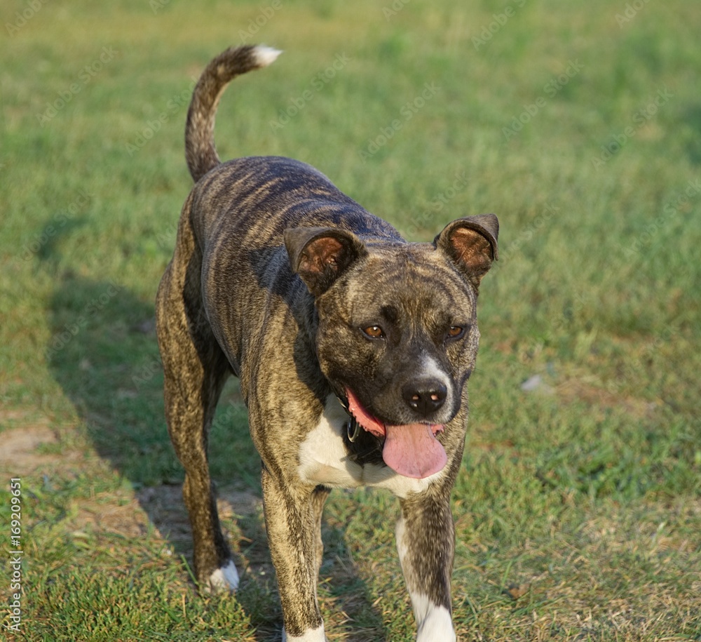 Grey tiger stripe sales pitbull