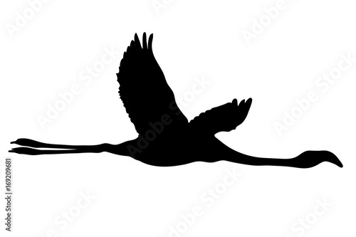 View on the silhouette of a flamingo - digitally hand drawn vector illustraion