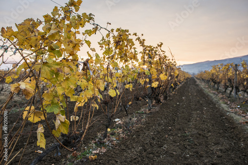 Vineyards on sunrise. Autumn vineyards in the morning.