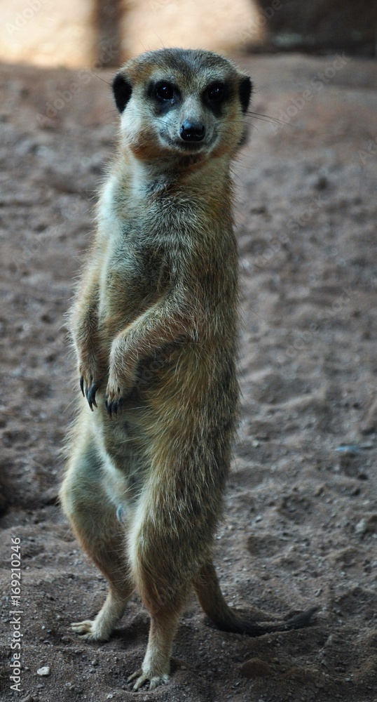 Erdmännchen Erdmännchen