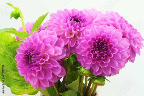 Fototapeta Naklejka Na Ścianę i Meble -  Pink dahlia flowers, closeup
