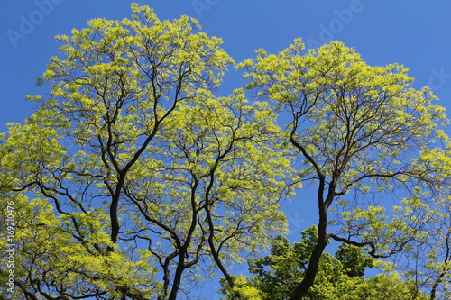 Baumkrone mit jungem hellgrünem Laub im Frühling