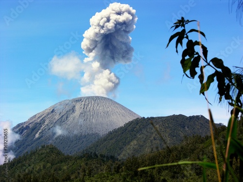 Aschewolke während einer Eruption des Gifelkraters auf dem Vulkan Semeru (3676 m) in Java/Indonesien
