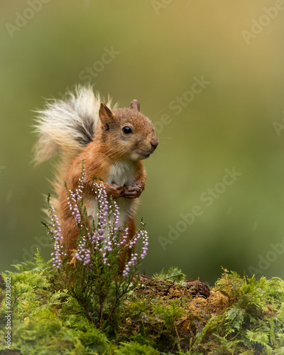 Red Squirrel sat on a green mossy ground with a sprig of heather and green background.