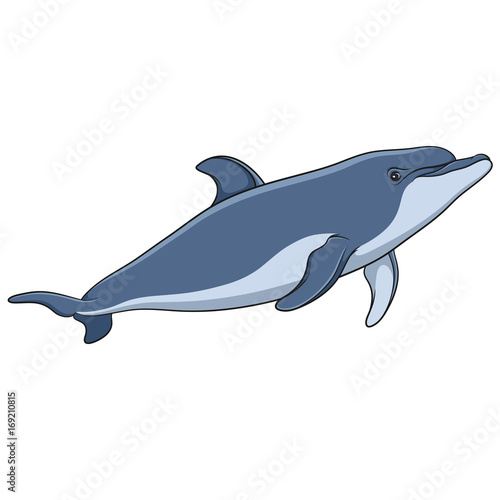 Color vector image of a dolphin. Isolated object on white background.
