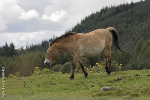 przewalski horse