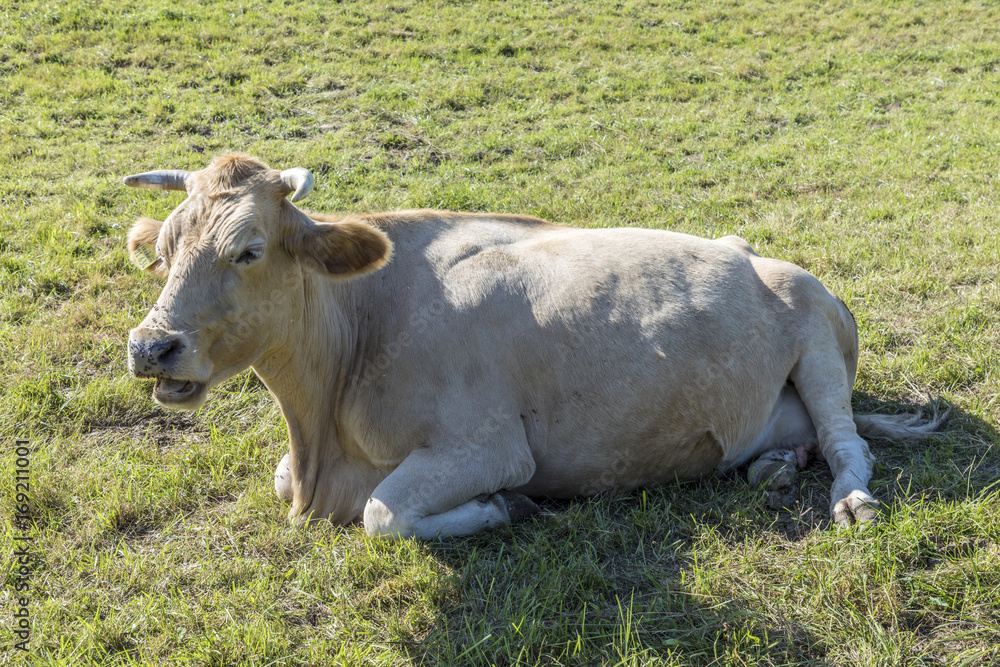 cow relaxes at the green meadow