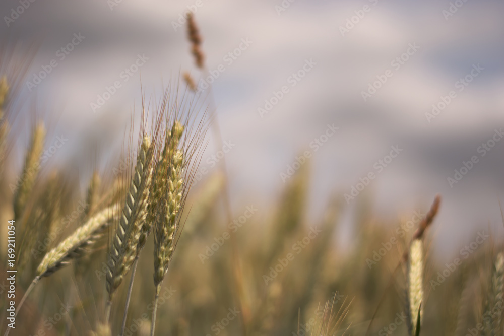 Wheat ear isolated in wheat field background Wheat ear isolated in wheat field background