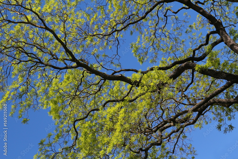 Baumkrone mit jungem hellgrünem Laub im Frühling Baumkrone mit jungem hellgrünem Laub im Frühling