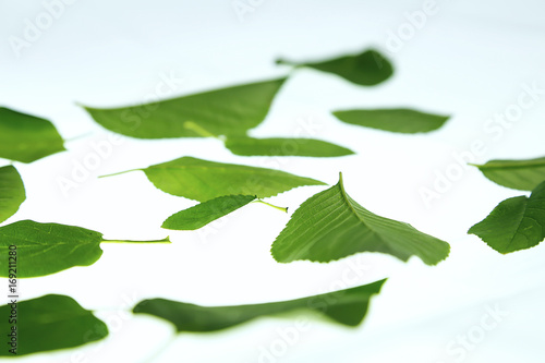 green leaves on white background. 