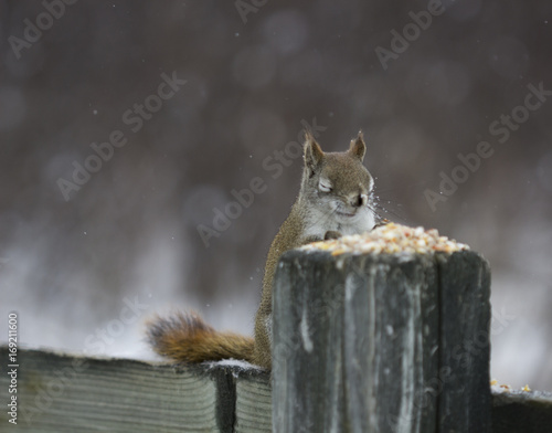 Squirrel thankful for his meal © Shannon