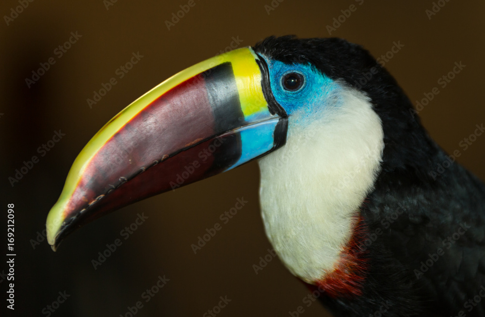 Toucan portrait isolated with blurred background Toucan portrait isolated with blurred background