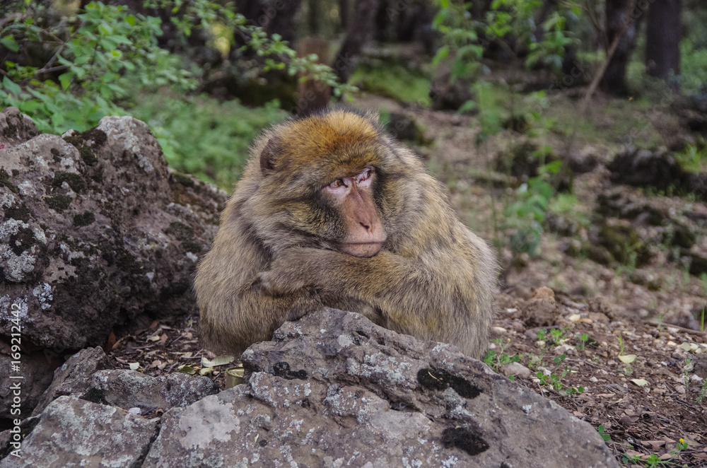 Barbary Macaque in the mountains of Morocco in North Africa. Barbary Macaque in the mountains of Morocco in North Africa.
