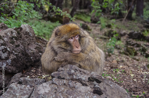 Barbary Macaque in the mountains of Morocco  in North Africa.
