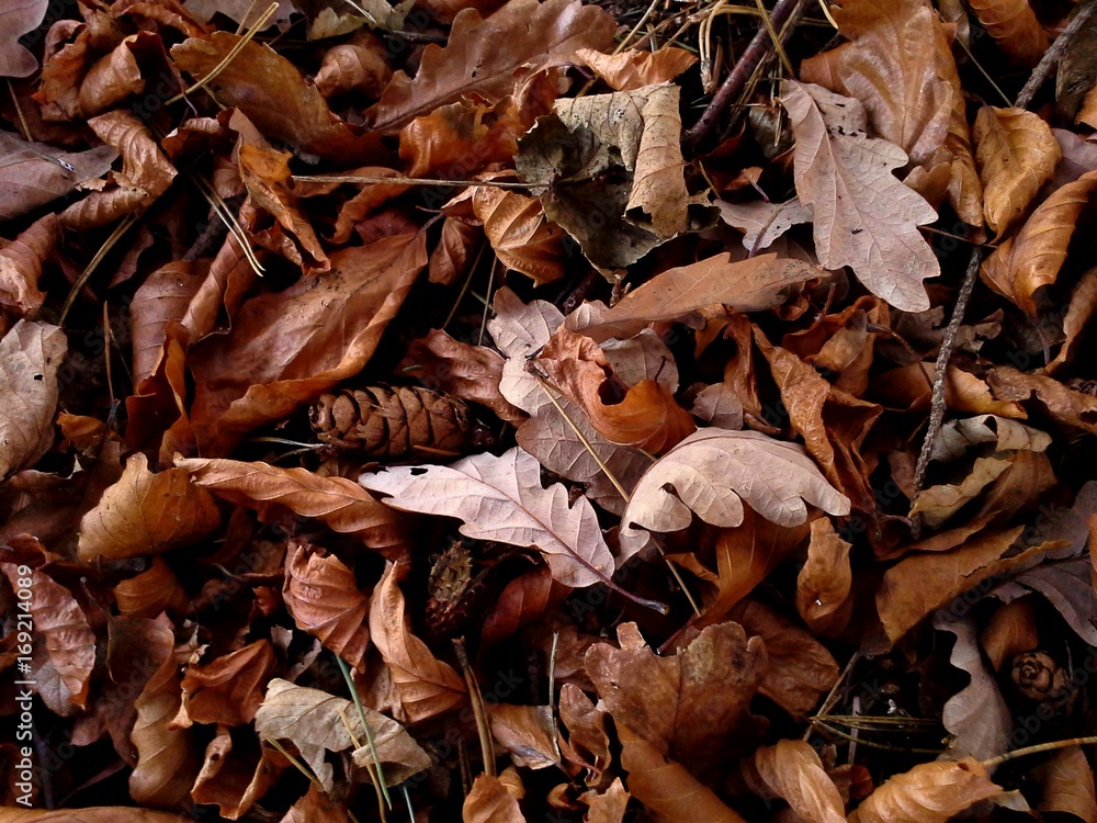 Mosaic of Autumnal Leaves in the Woods Mosaic of Autumnal Leaves in the Woods