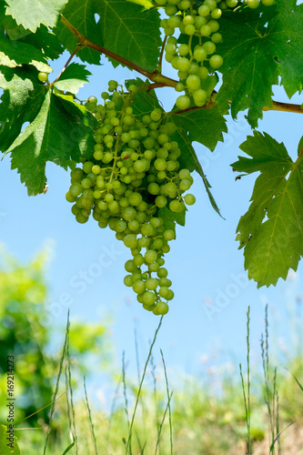 Grapes on the vine