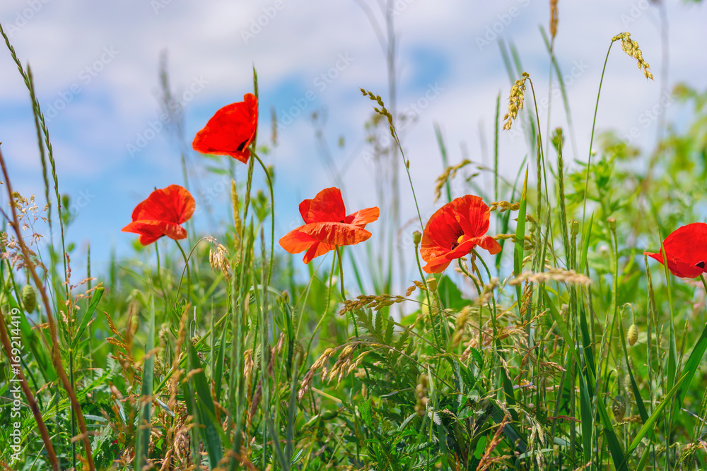 Fototapeta premium Tle kwiatów. Czerwone maki w zielonej trawie na rozmytym tle nieba i bujnej łące