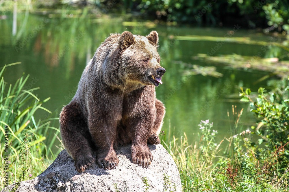 Braunbär -  Ursus arctos