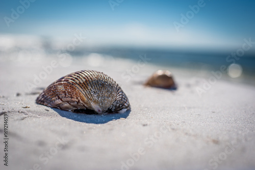 Photo Seashells on the sandy beach