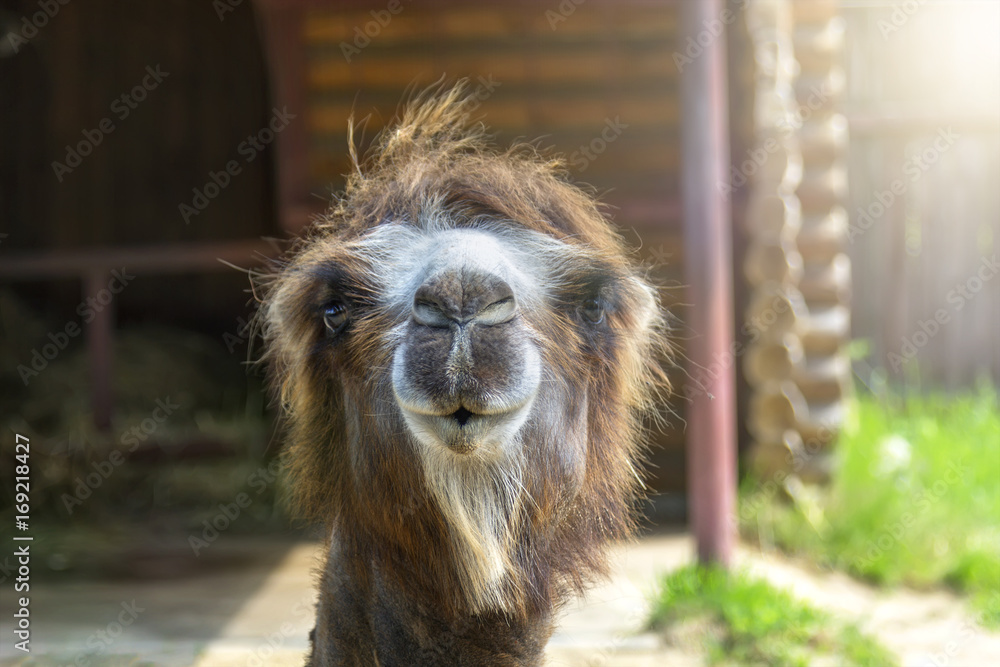 Fototapeta premium A two-humped camel close-up. Nizhny Novgorod, Russia. 2