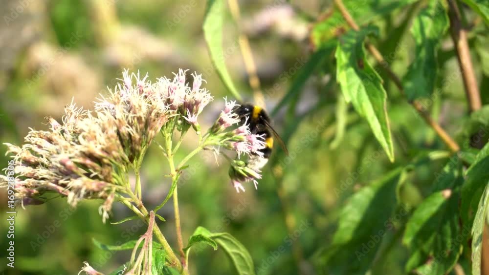 bumblebee collecting nectar, close bumblebee collecting nectar, close