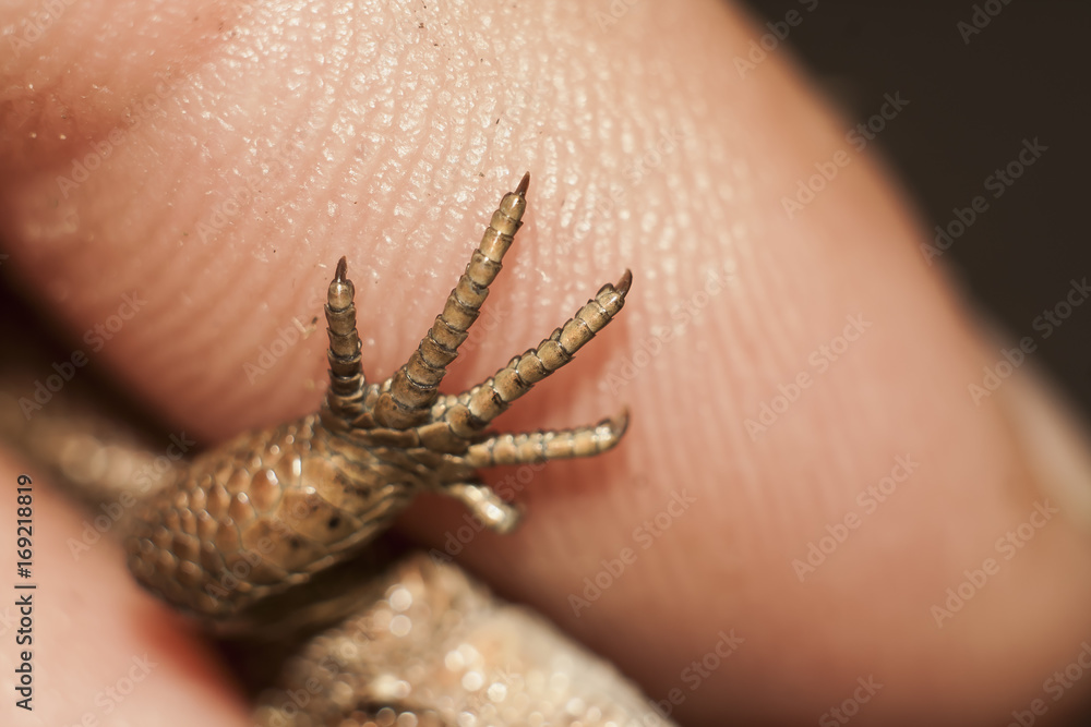 Naklejka premium paw of lizard