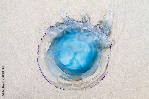 Barrel jellyfish washed ashore on the beach 