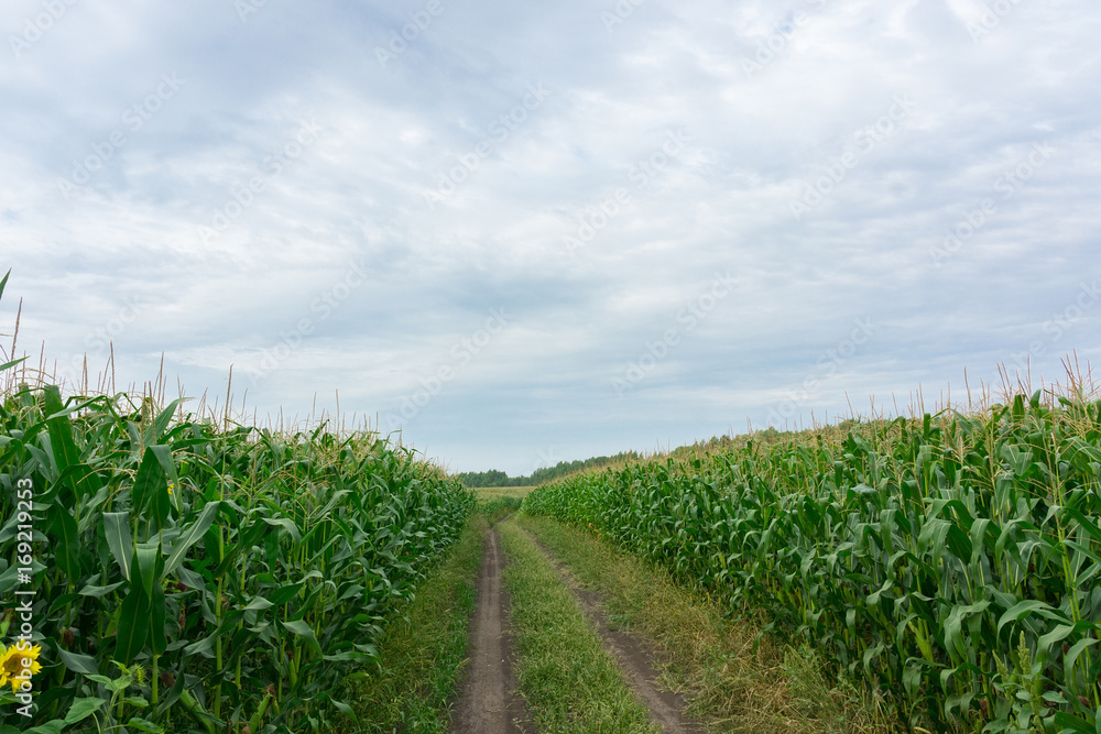 road through corn fields road through corn fields