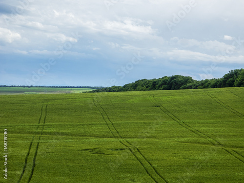 Green field and sky