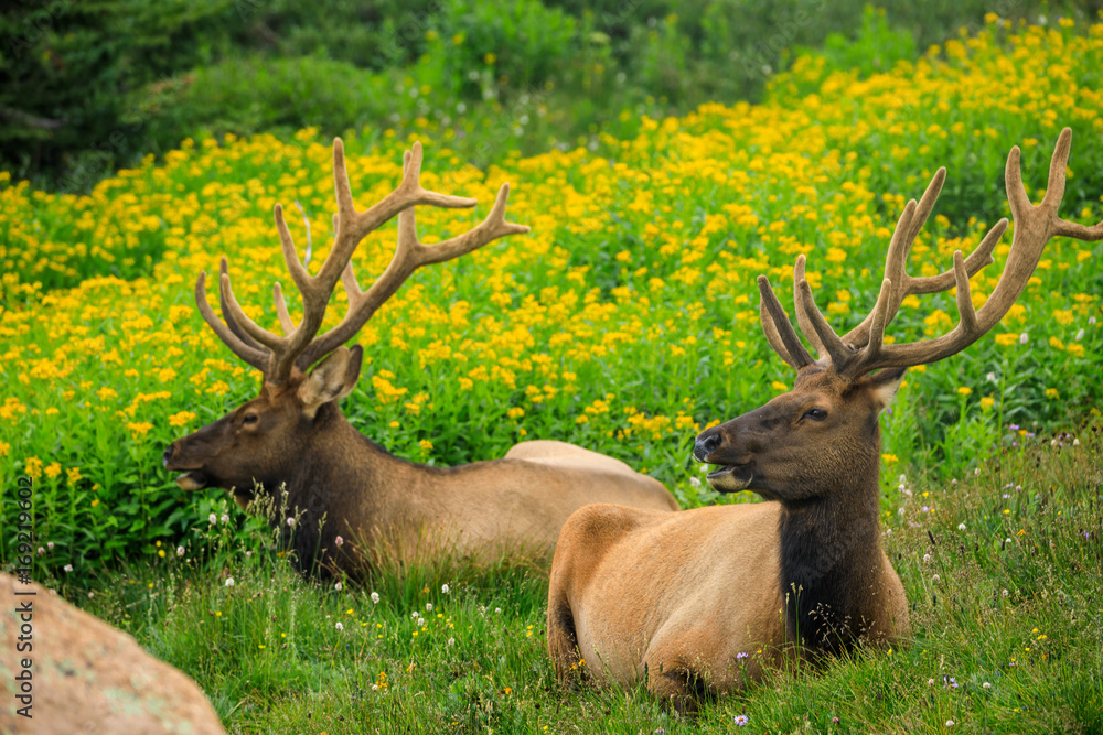 Two Bull Elk in a Field Two Bull Elk in a Field