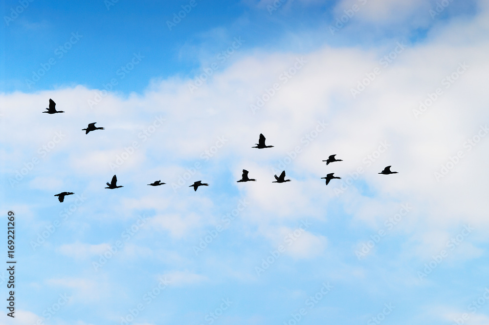 Cormorants Phalacrocorax carbo group silhouette flying high up in a V formation against the cloudy sky. Birds migration concept. Pomerania, northern Poland.