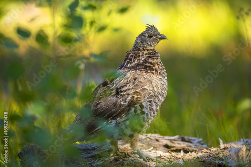 Canvas-taulu Ruffed Grouse on the lookout in the forest