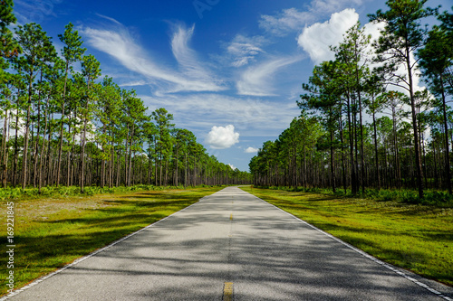 Leading Lines Through the Forest photo