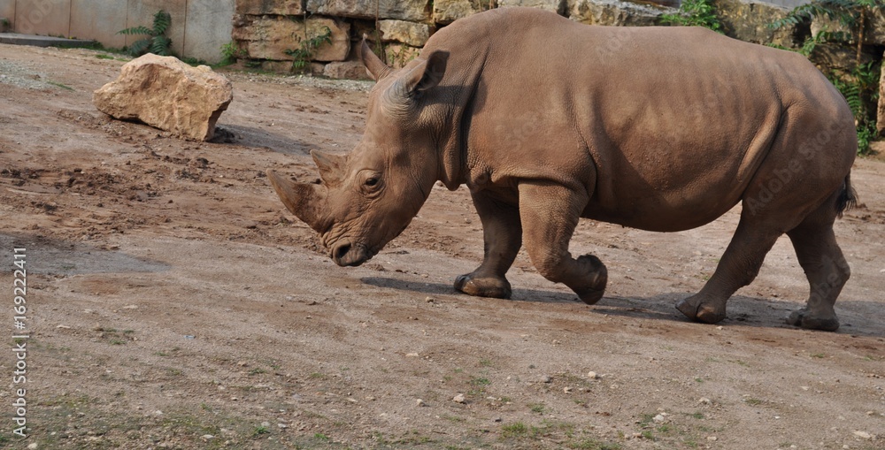 Obraz premium Nashorn