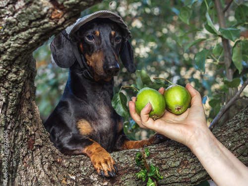 portrait of a dog (puppy) in a cap, breed dachshund black tan, in a vegetable garden looks at a hand with pears