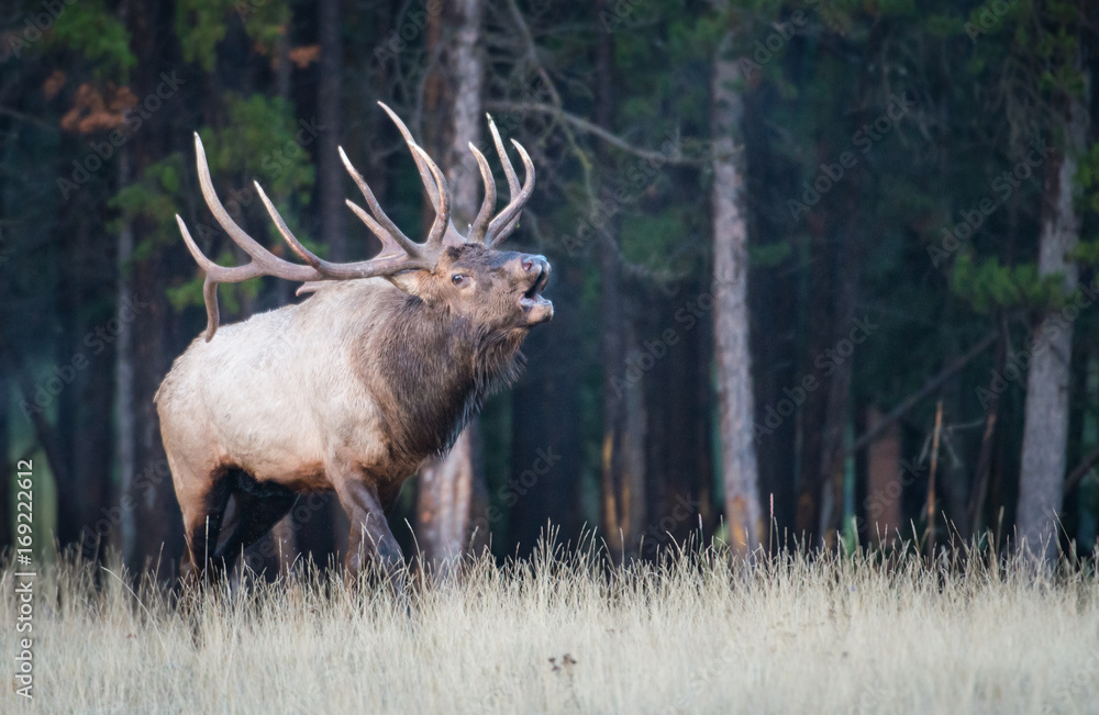 Elk