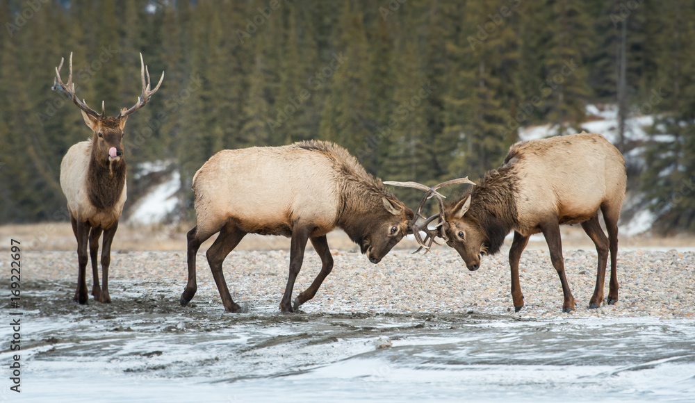 Elk Elk