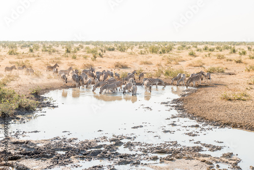 Herd of Burchells zebras drinking water
