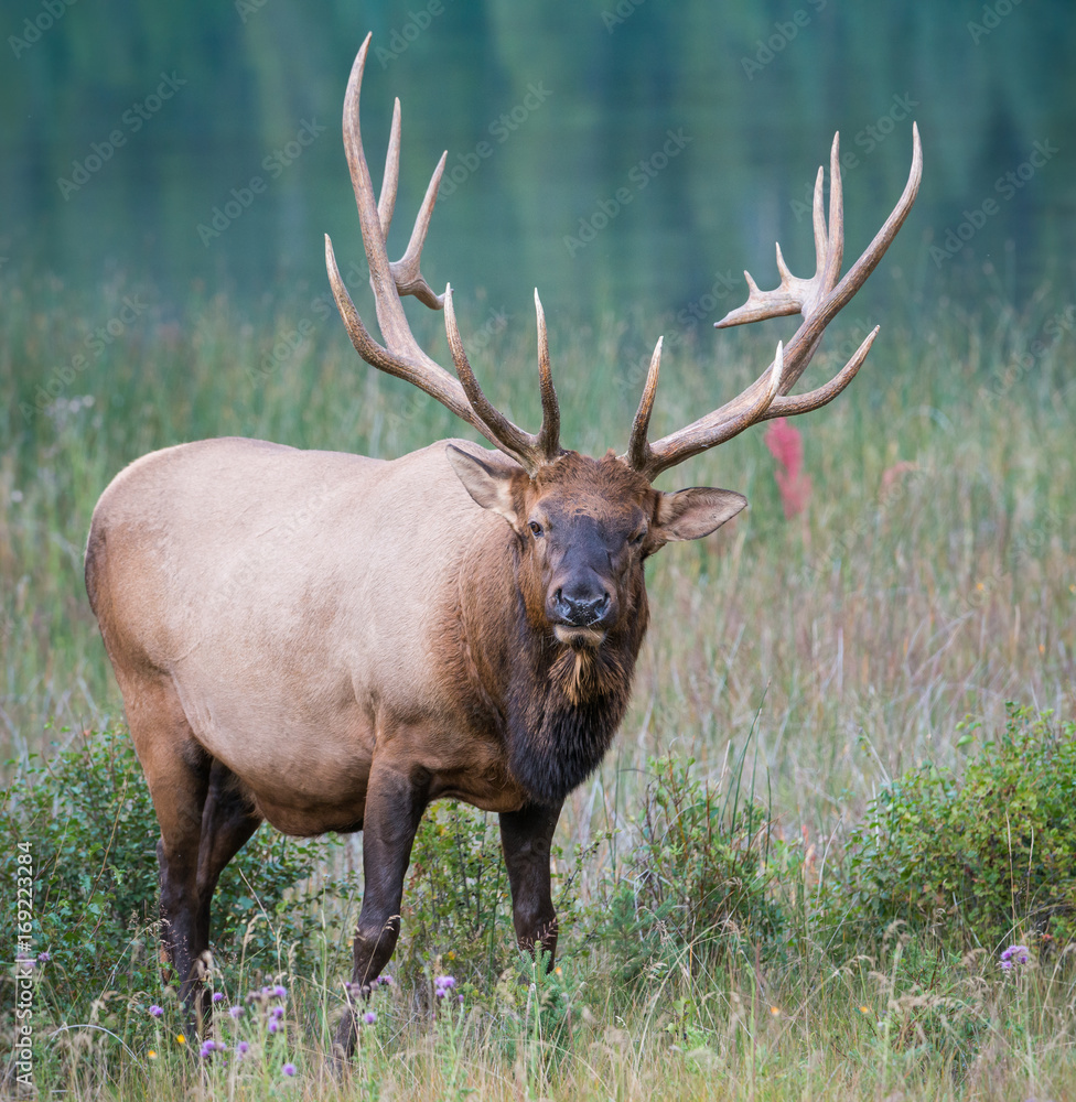 Elk Elk