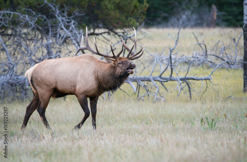 Elk