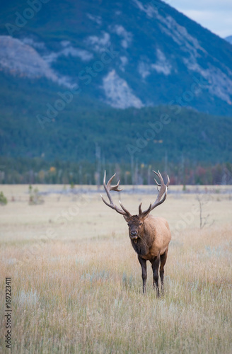 Elk