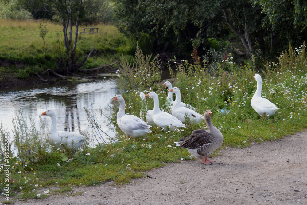 feathers landscape park stream tree pond beak animals swan wild duck green grass wildlife bird nature water birds animal goose lake white river geese feathers landscape park stream tree pond beak animals swan wild duck green grass wildlife bird nature water birds animal goose lake white river geese
