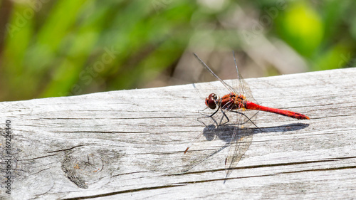 dragonfly on a wooden plank