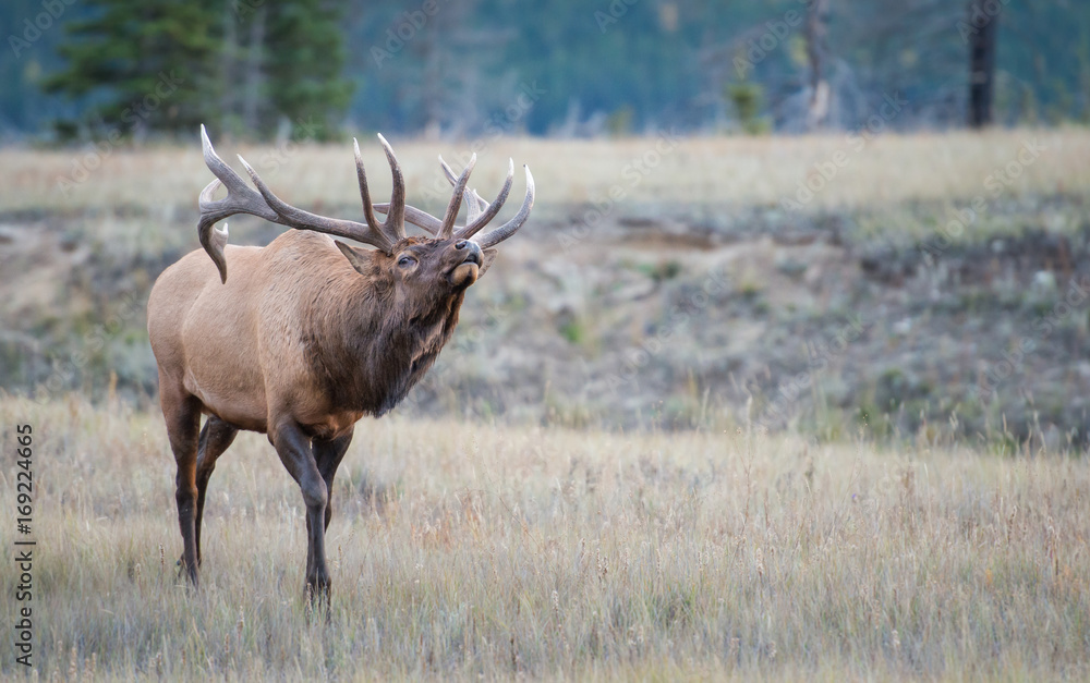 Elk Elk