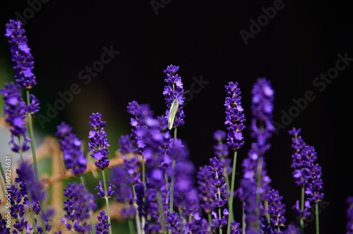 violet lavender flower in the garden